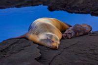 Santiago (San Salvador, James) Island, James Bay, Puerto Egas Trail, Galápagos.