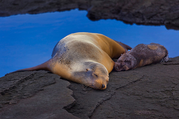 Santiago (San Salvador, James) Island, James Bay, Puerto Egas Trail, Galápagos.
