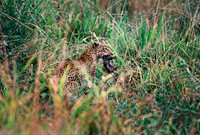 Tarangire National Park, Tanzania.
