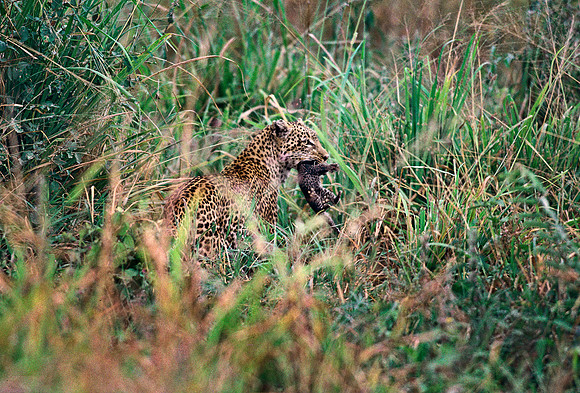 Tarangire National Park, Tanzania.