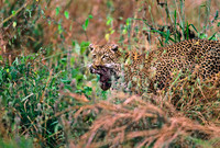 Tarangire National Park, Tanzania.