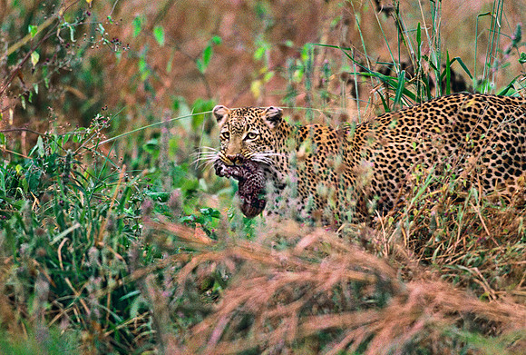 Tarangire National Park, Tanzania.