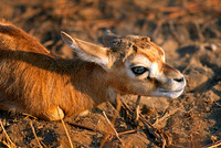 Serengeti National Park, Tanzania.