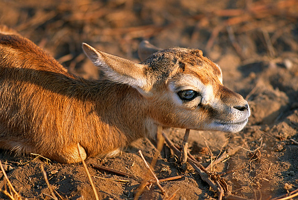 Serengeti National Park, Tanzania.