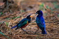 Serengeti National Park, Tanzania