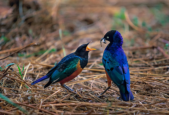 Serengeti National Park, Tanzania