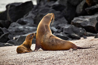 Punta Suarez, Galápagos