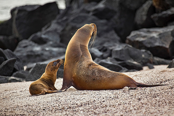 Punta Suarez, Galápagos