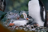 Antarctic Peninsula.