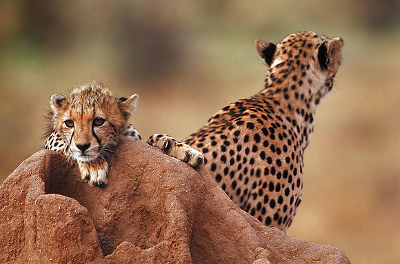 Samburu National Reserve, Kenya.