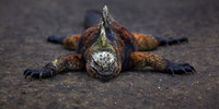 James Puerto Egas, Galápagos.