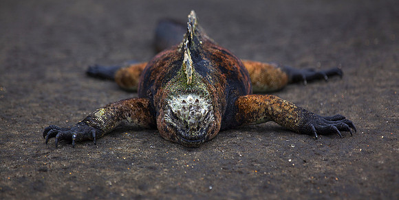 James Puerto Egas, Galápagos.
