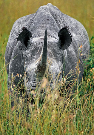 Maasai Mara National Reserve, Kenya.