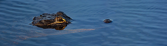 St. Marks National Wildlife Refuge, Florida.