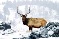 Yellowstone National Park, Wyoming.