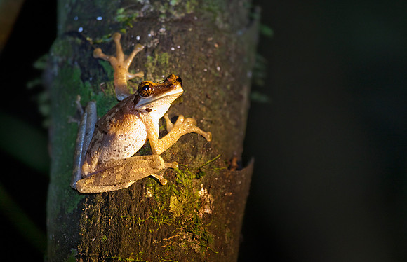 Amazon rainforest, Ecuador, South America.