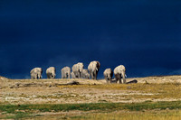 Amboseli National Park, Kenya.