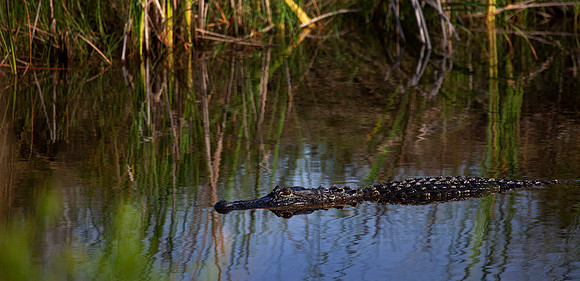 St. Marks National Wildlife Refuge, Florida.