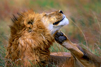 Serengeti National Park, Tanzania.