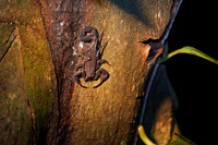 Amazon Rainforest, Ecuador, South America.
