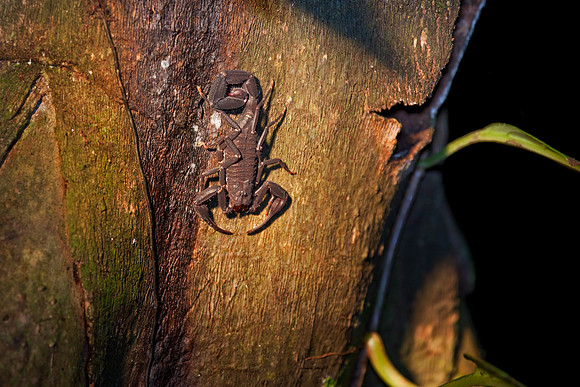 Amazon Rainforest, Ecuador, South America.