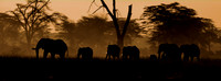 Elephants (Loxodonta africana africana), Amboseli National Park, Kenya.