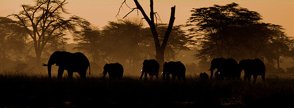 Elephants (Loxodonta africana africana), Amboseli National Park, Kenya.