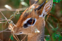 Samburu National Reserve, Kenya.