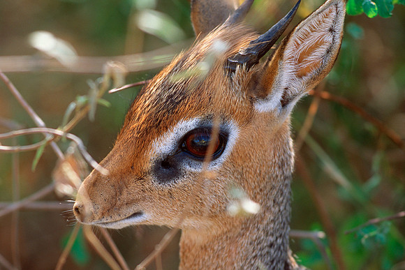 Samburu National Reserve, Kenya.