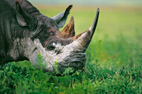 Ngorongoro Crater, Tanzania.
