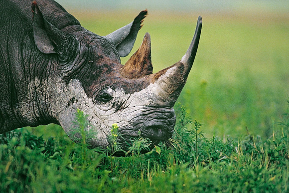 Ngorongoro Crater, Tanzania.