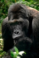 Kahuzi-Biega National Park, Zaire             (Democratic Republic of the Congo).