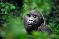Kahuzi-Biega National Park, Zaire (Democratic Republic of the Congo).