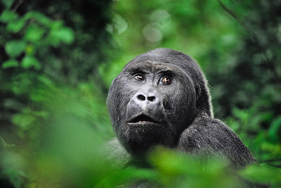 Kahuzi-Biega National Park, Zaire (Democratic Republic of the Congo).
