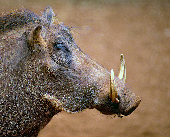 Samburu National Reserve, Kenya.