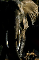 Lake Manyara, Tanzania.