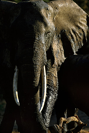 Lake Manyara, Tanzania.