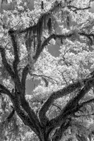 St. Francisville, West Feliciana Parish, Louisiana.