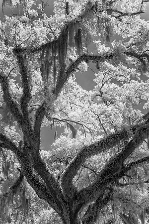 St. Francisville, West Feliciana Parish, Louisiana.