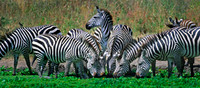 Tarangire, Tanzania.