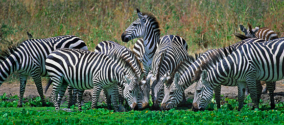 Tarangire, Tanzania.