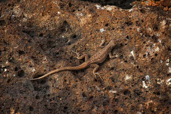 North Seymour Island (Isla Seymour Norte), Galápagos.