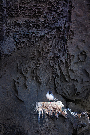 Prince Phillips Steps, Genovesa Island, Galápagos.
