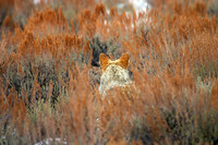 Yellowstone National Park, Wyoming.