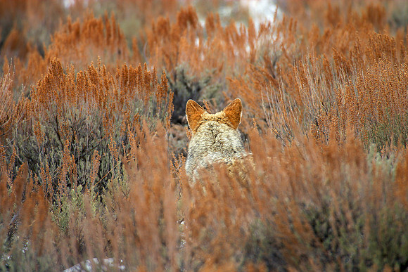 Yellowstone National Park, Wyoming.