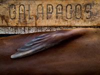Galápagos.