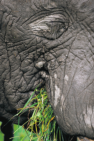 Ngorongoro Conservation Area, Tanzania.