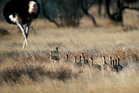 Samburu National Reserve, Kenya.