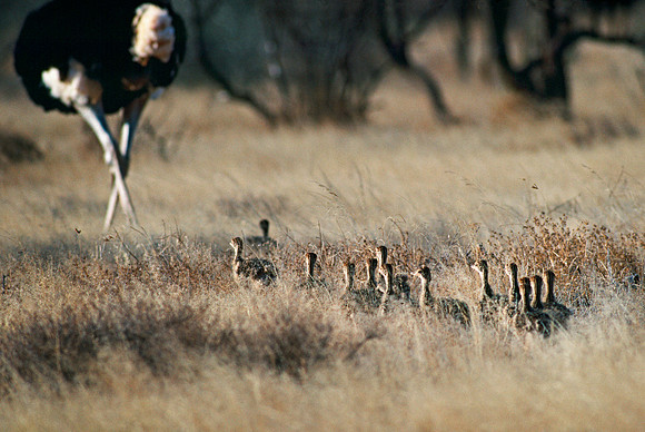 Samburu National Reserve, Kenya.