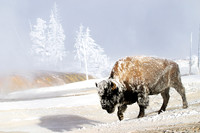 American bison, (Bison bison) "American buffalo," Yellowstone National Park, Wyoming.